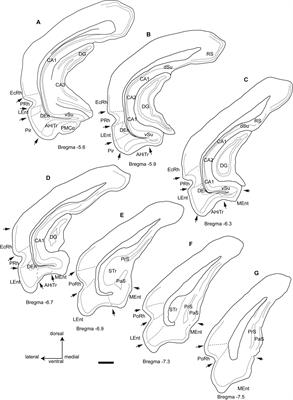 Relaxin-3 Innervation From the Nucleus Incertus to the Parahippocampal Cortex of the Rat